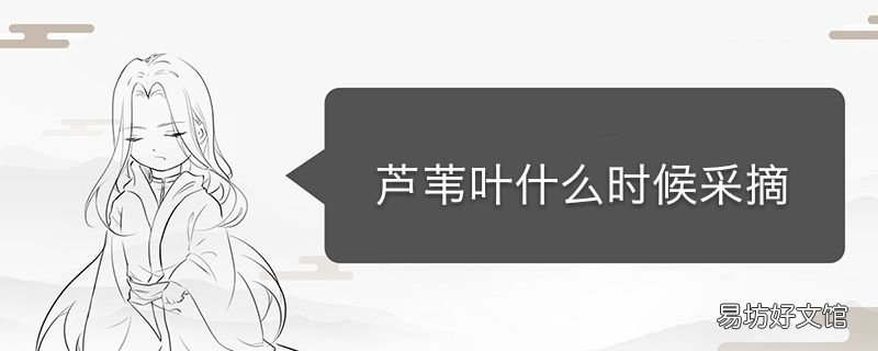芦苇叶什么时候采摘