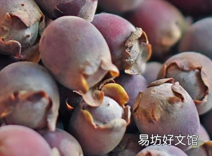 桃金娘是什么水果?桃金娘的功效与作用