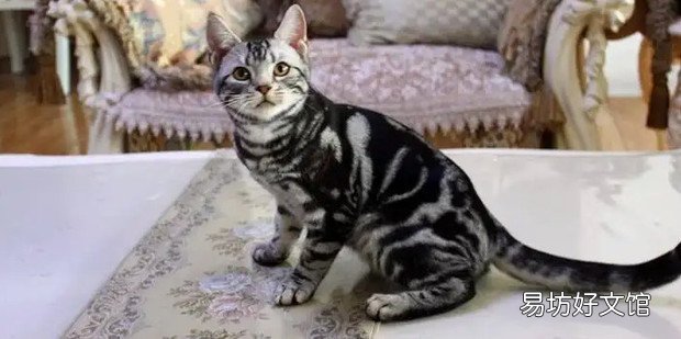 狸花猫和虎斑猫的区别