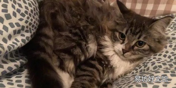 狸花猫和虎斑猫的区别