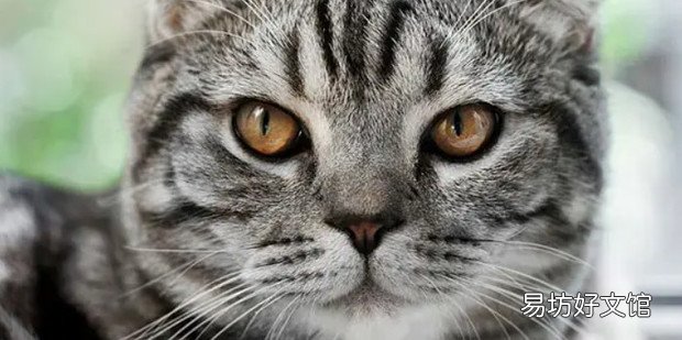 狸花猫和虎斑猫的区别