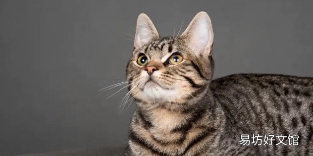 狸花猫和虎斑猫的区别