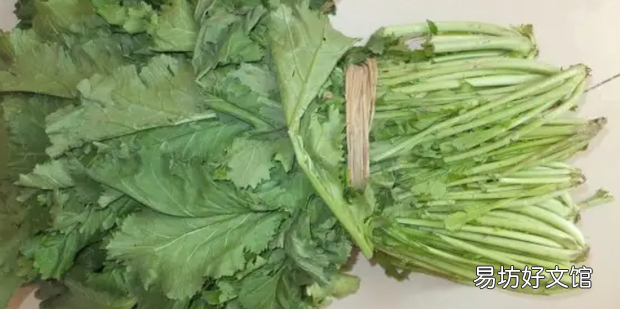 雪里红酸菜的腌制方法