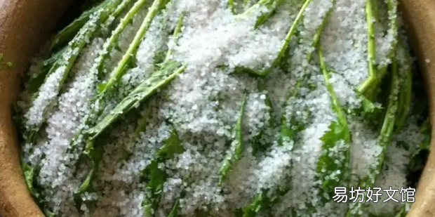 雪里红酸菜的腌制方法