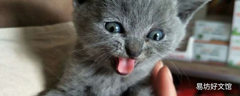 猫砂垫是干嘛的