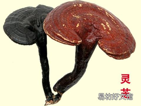 灵芝的功效与作用-灵芝的食用方法