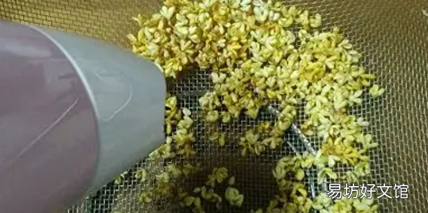 清洗桂花的详细步骤