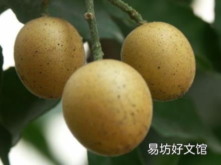 吃黄皮果有什么好处?黄皮果的功效与作用
