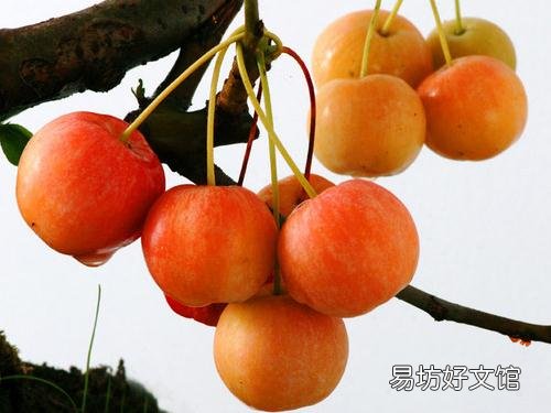 海棠果的功效与作用-海棠果的营养价值