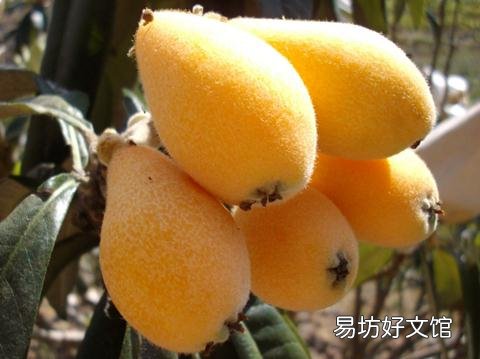枇杷叶的功效与作用-枇杷叶的食用方法