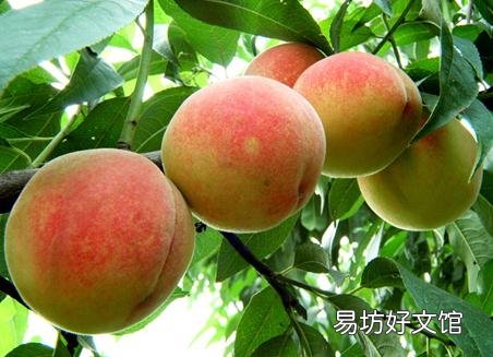 吃桃子有什么好处?桃子的功效与作用
