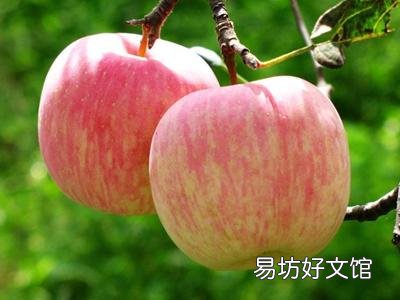 苹果皮有营养吗?苹果皮的营养价值与作用