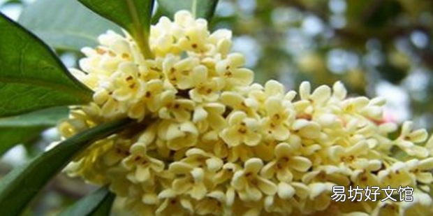 桂花怎么做香水