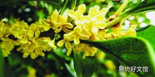 桂花怎么做香水