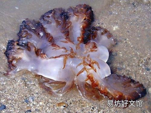 海蜇的营养价值-海蜇怎么吃最好