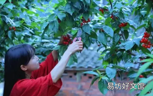 李子柒事件结果