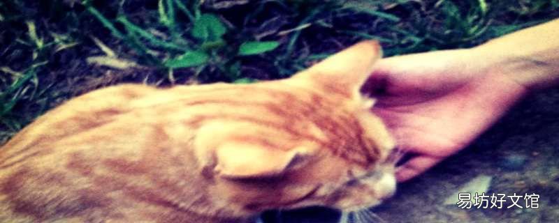 猫咪舔到驱虫药怎么办