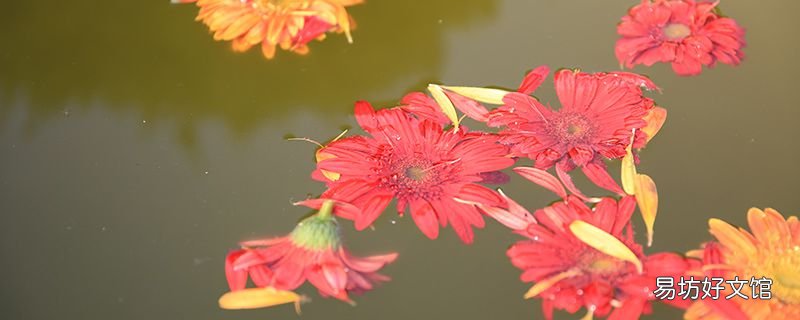 鱼塘水浑浊怎么办