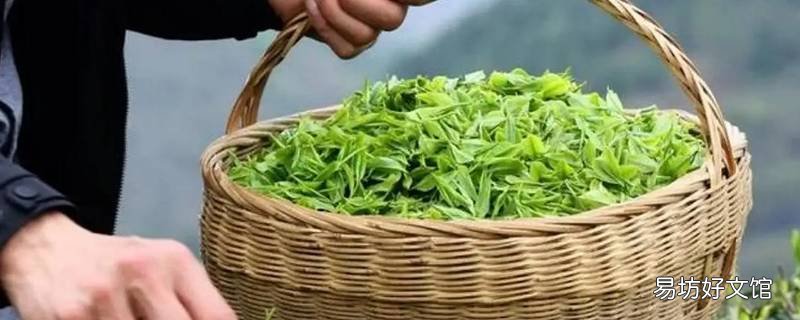 罗山老寨山茶叶的特点