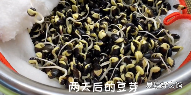 黑豆发芽配图教材