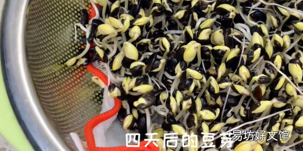 黑豆发芽配图教材
