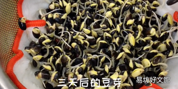 黑豆发芽配图教材