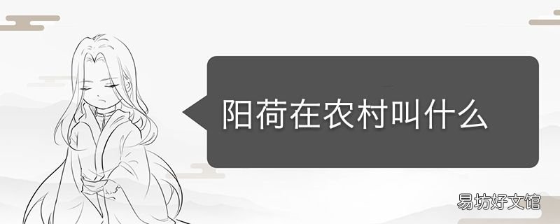 阳荷在农村叫什么