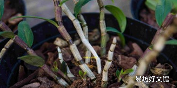 如何种植石斛