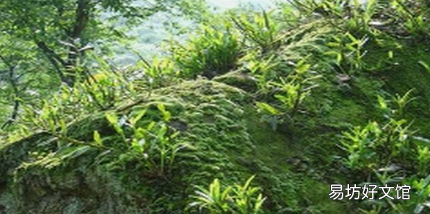 如何种植石斛