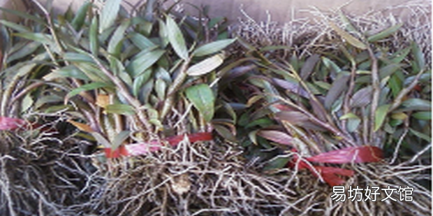 如何种植石斛