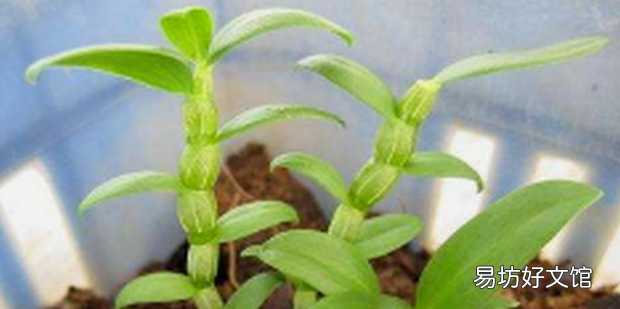 如何种植石斛