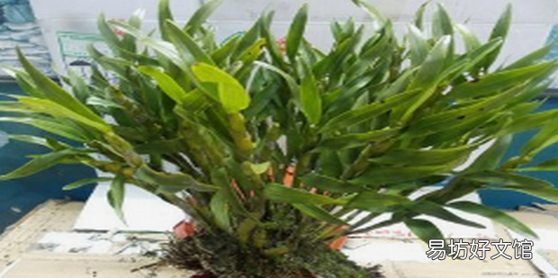 如何种植石斛