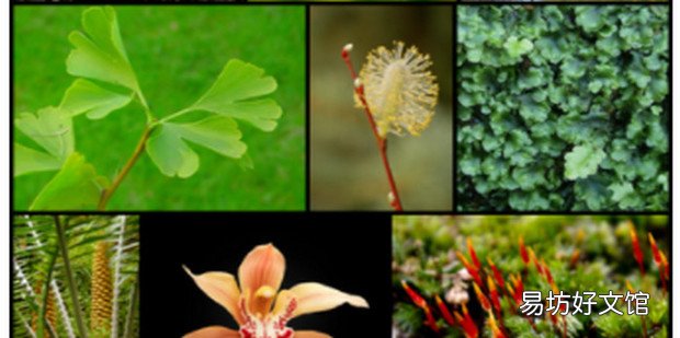双子叶植物和单子叶植物的区别是什么