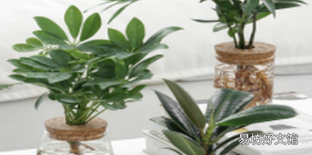 鉑金鉆綠植的養護方法