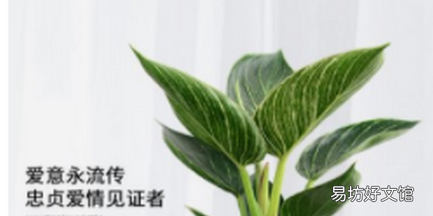 鉑金鉆綠植的養護方法