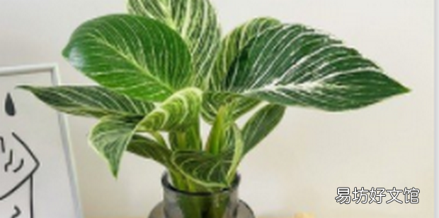 鉑金鉆綠植的養護方法