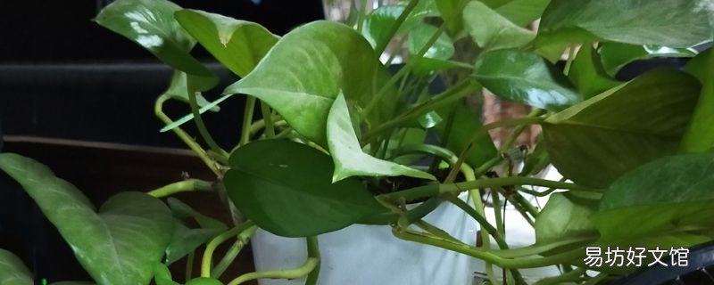 气孔是植物什么和什么的通道