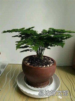 文竹的养殖方法和注意事项