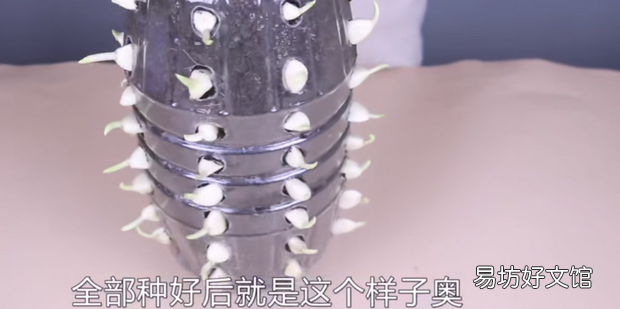 种蒜的方法及过程