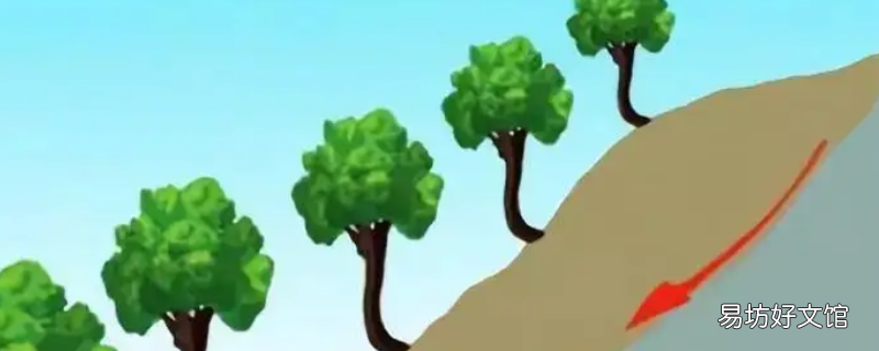 马刀树和醉汉林的成因