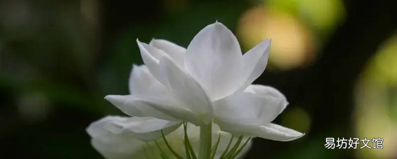 茉莉花芽叶芽区别