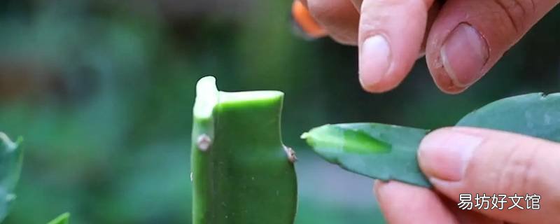 嫁接能使植物优势互补