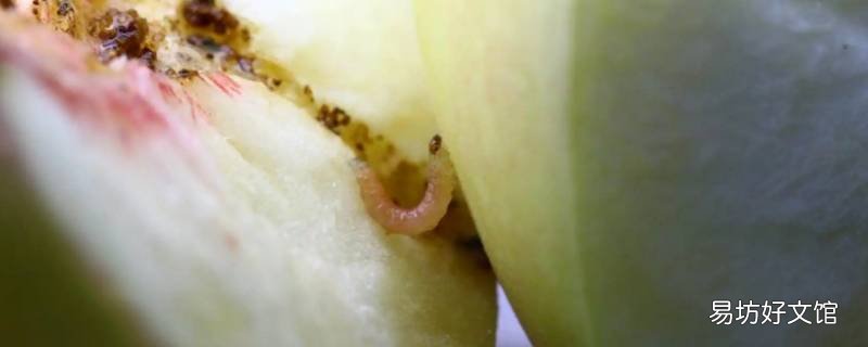 胖枣是什么昆虫