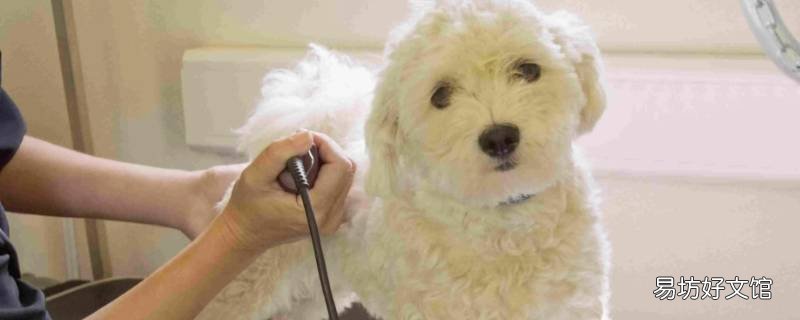 宠物美容定头高怎么定