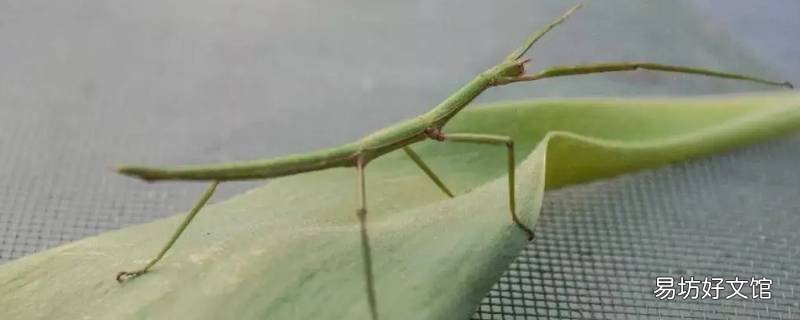 安徽有竹节虫吗