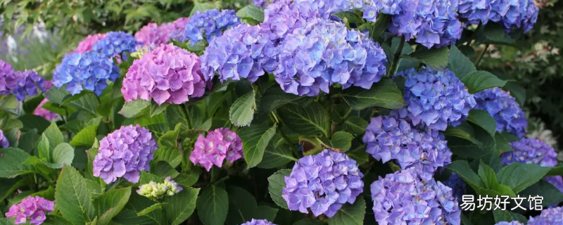 绣球花怎么养