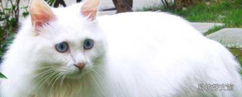 羊和猫哪个智商高