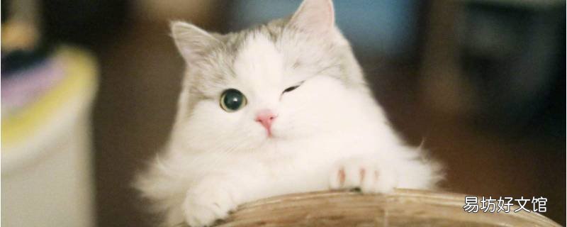 猫咪比喻成什么样警察