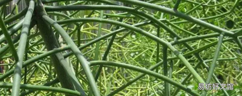 能監測水中石油的植物