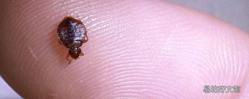 跳蚤会在晾衣架上生存繁衍吗